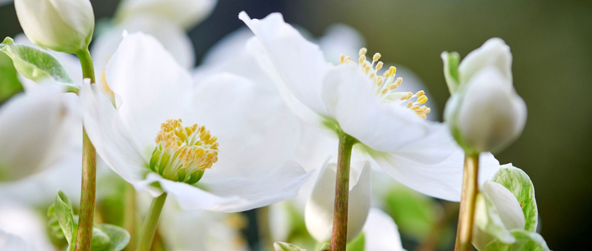 Gartenpflanze des Monats Dezember 2018