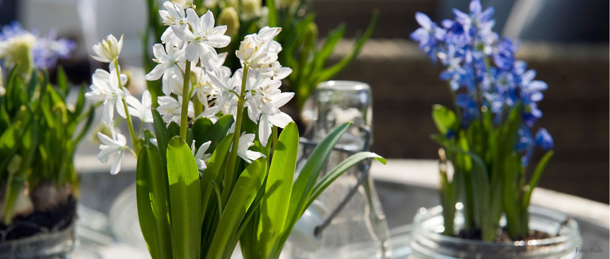 Grüner Daumen Tipp Februar 2019