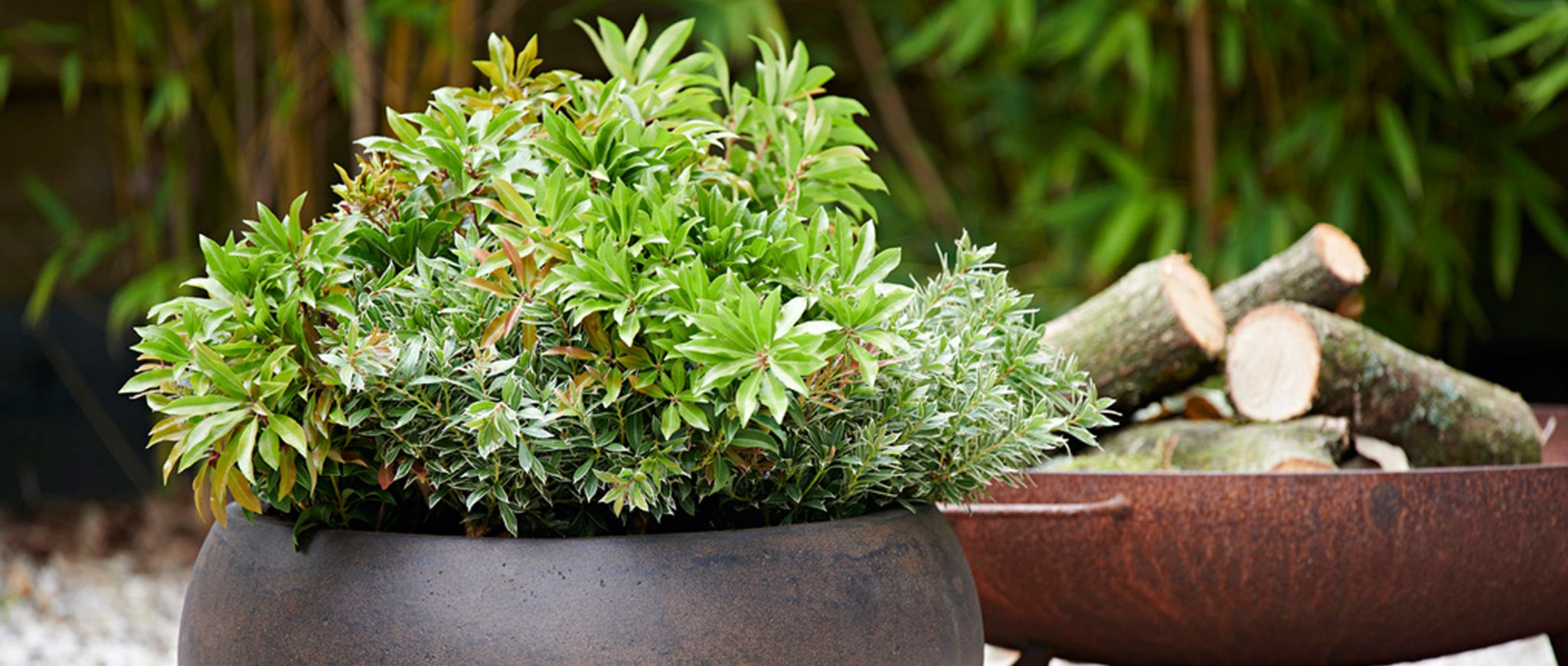 Gartenpflanze des Monats September 2019